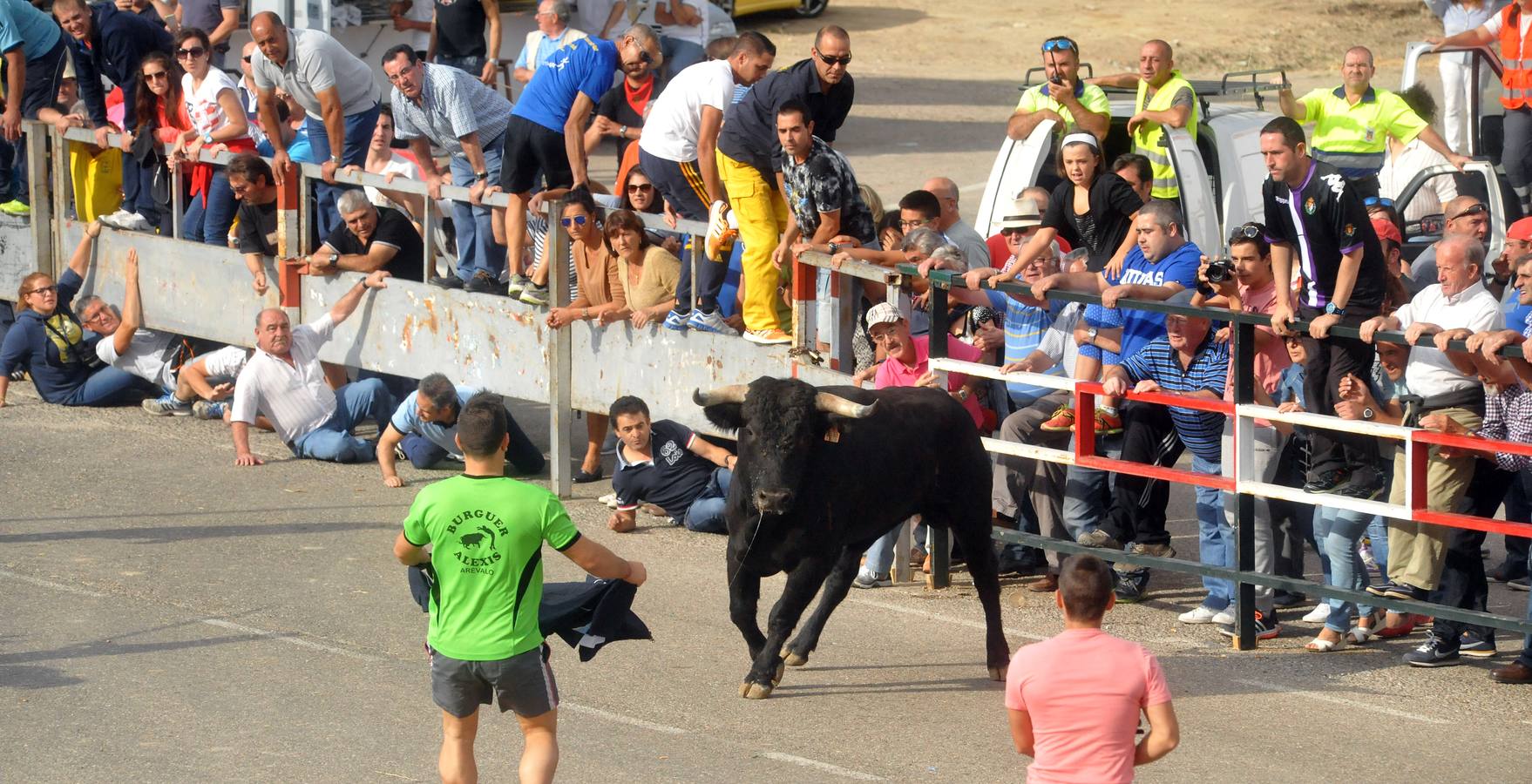 Último encierro de la fiestas de Olmedo 2015