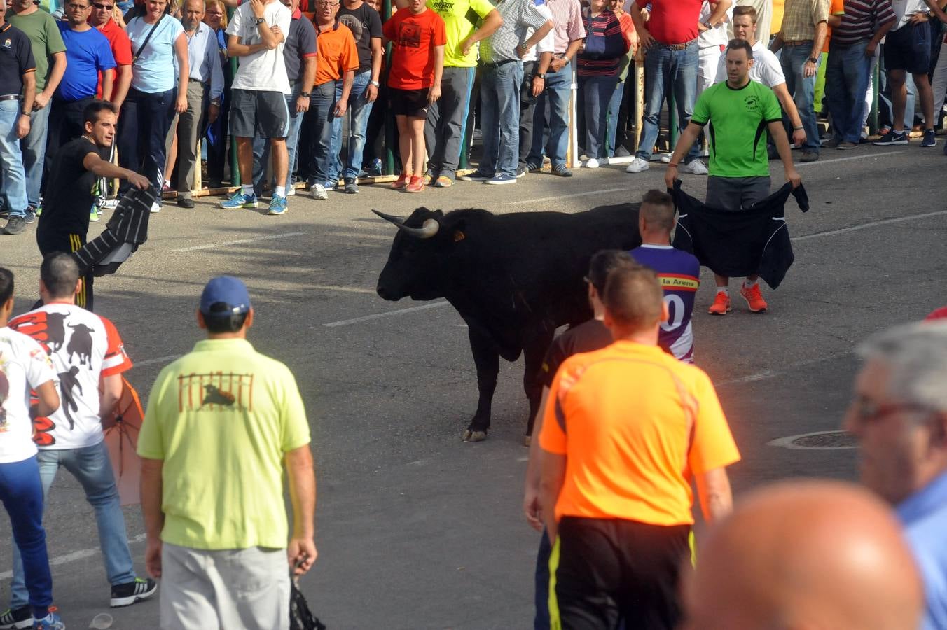 Último encierro de la fiestas de Olmedo 2015