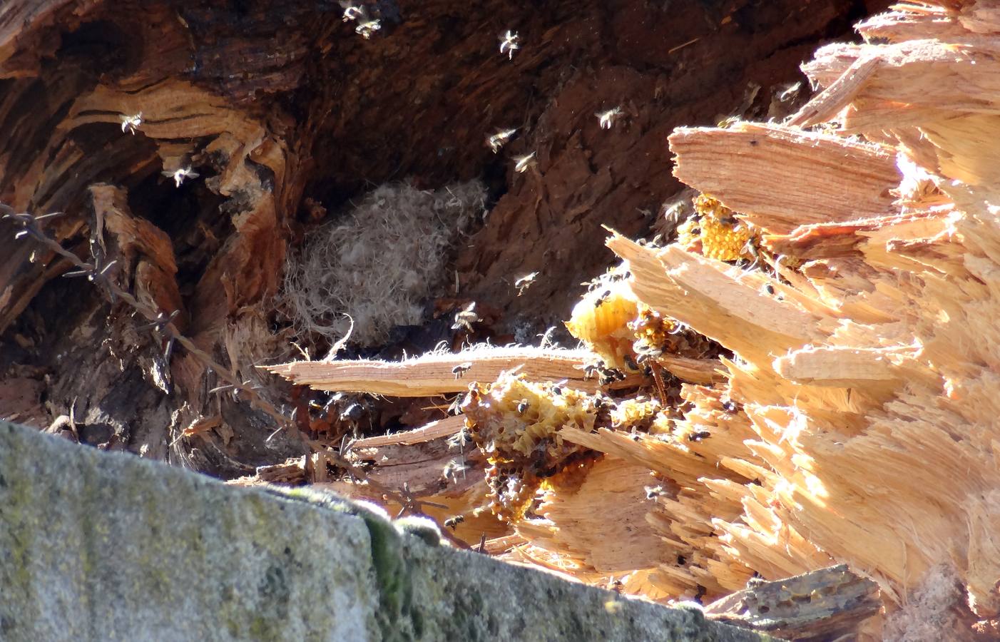 El viento parte un pino de 300 años en el Pinar de Antequera (Valladolid)