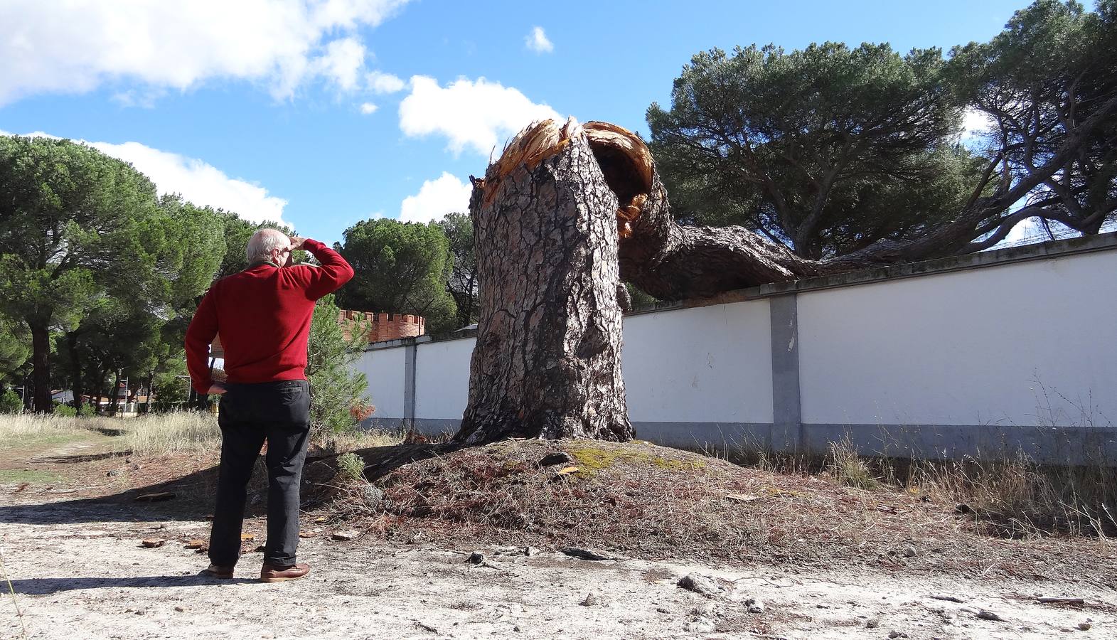 El viento parte un pino de 300 años en el Pinar de Antequera (Valladolid)