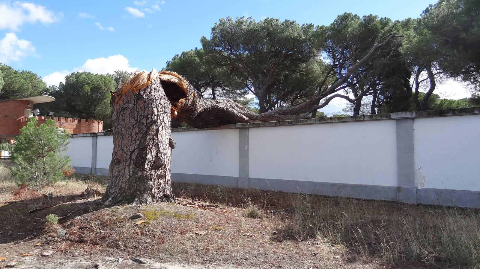 El viento parte un pino de 300 años en el Pinar de Antequera (Valladolid)