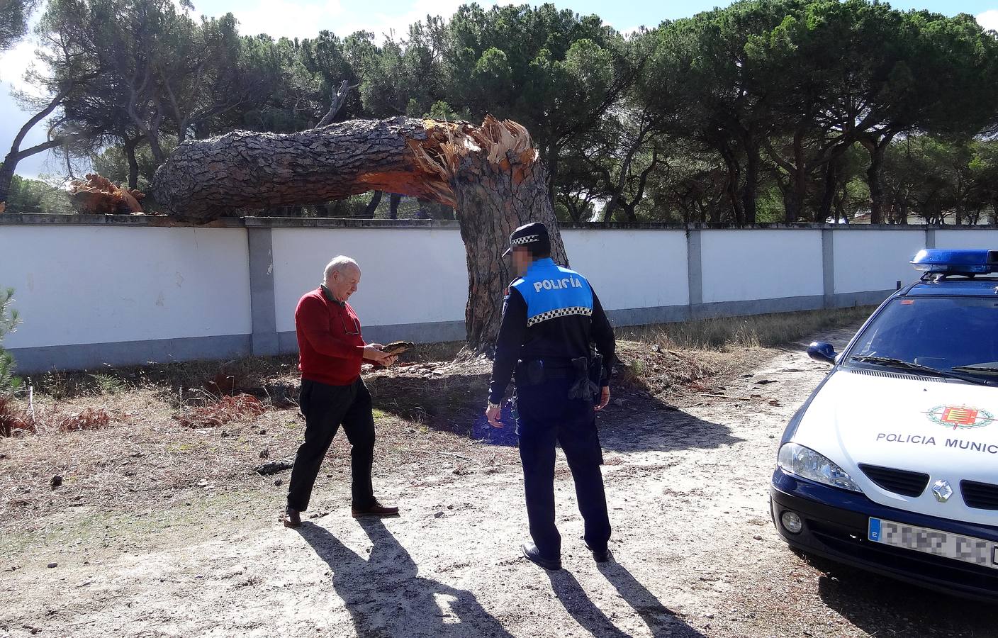 El viento parte un pino de 300 años en el Pinar de Antequera (Valladolid)