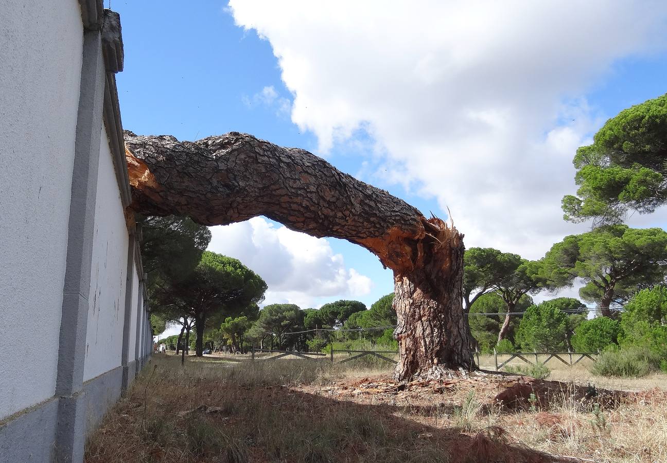 El viento parte un pino de 300 años en el Pinar de Antequera (Valladolid)