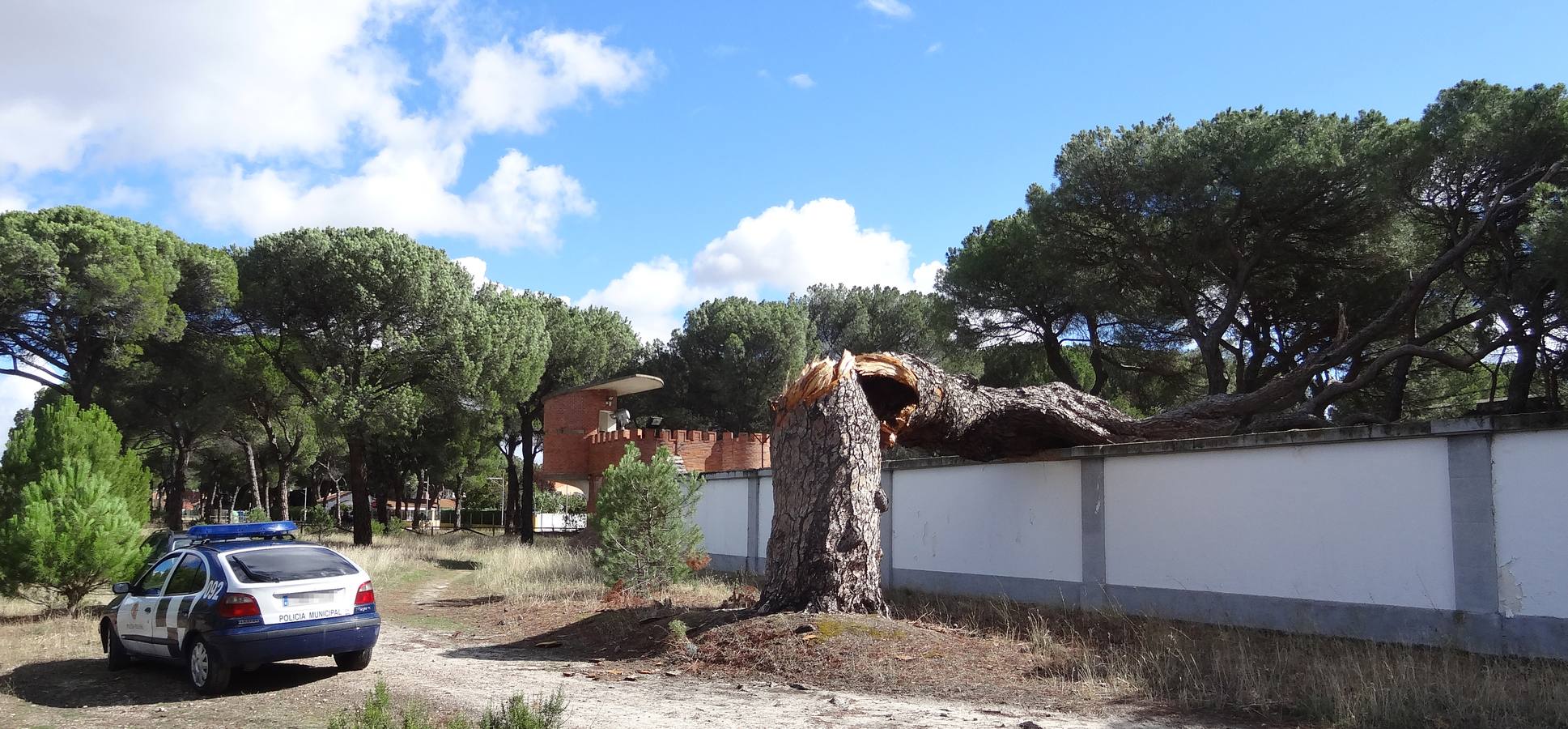 El viento parte un pino de 300 años en el Pinar de Antequera (Valladolid)