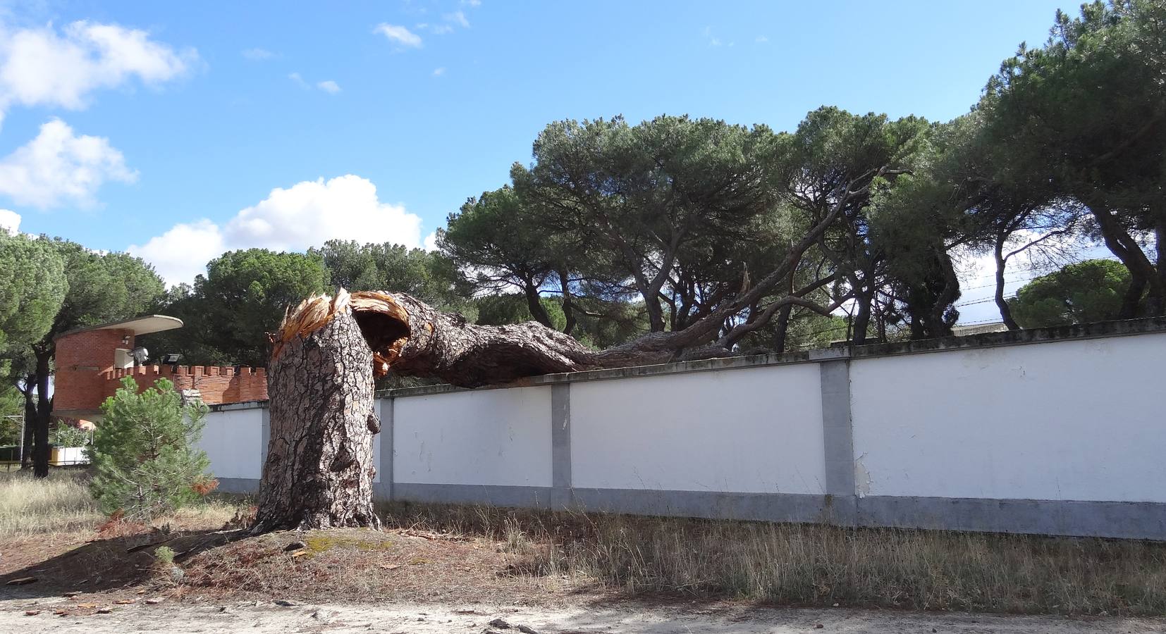 El viento parte un pino de 300 años en el Pinar de Antequera (Valladolid)