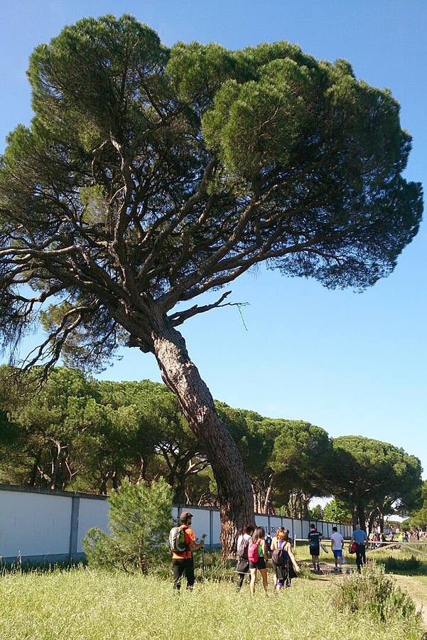 Aspecto del pino en una imagen tomada en mayo.