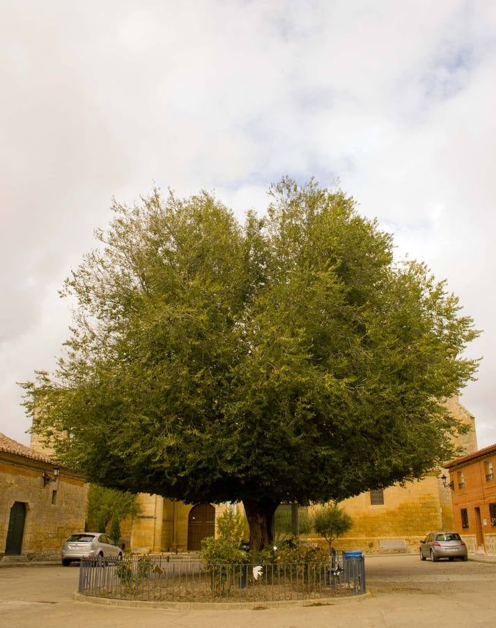 Mi árbol favorito. es este de Benafarces.