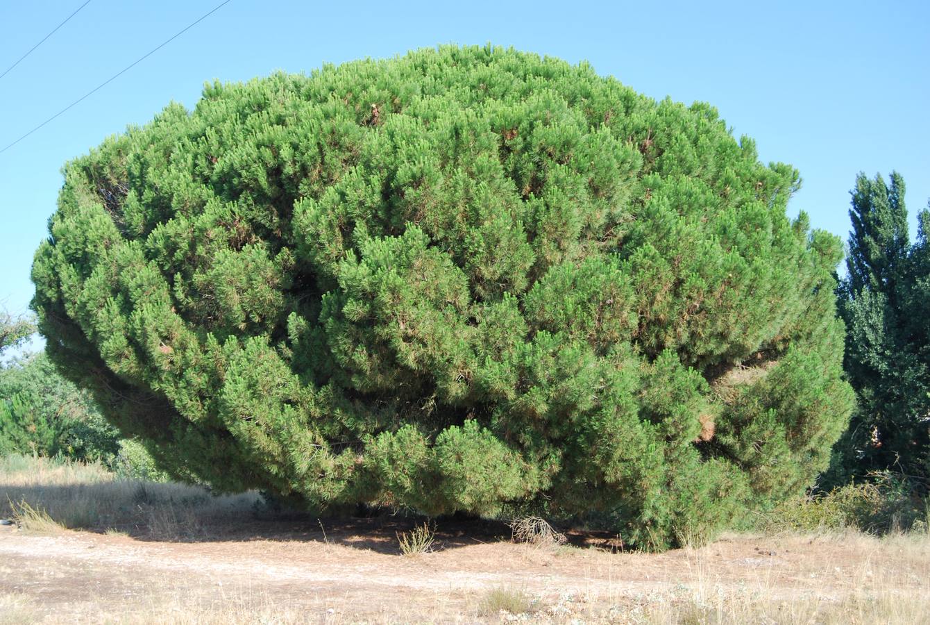 Este pinus pinea 'pino piñonero' se encuentra en Herrera de Duero, puente Herrera, nada más pasar el puente del Duero a mano izquierda, en el pinar de la rivera de la carretera que da acceso al pueblo.