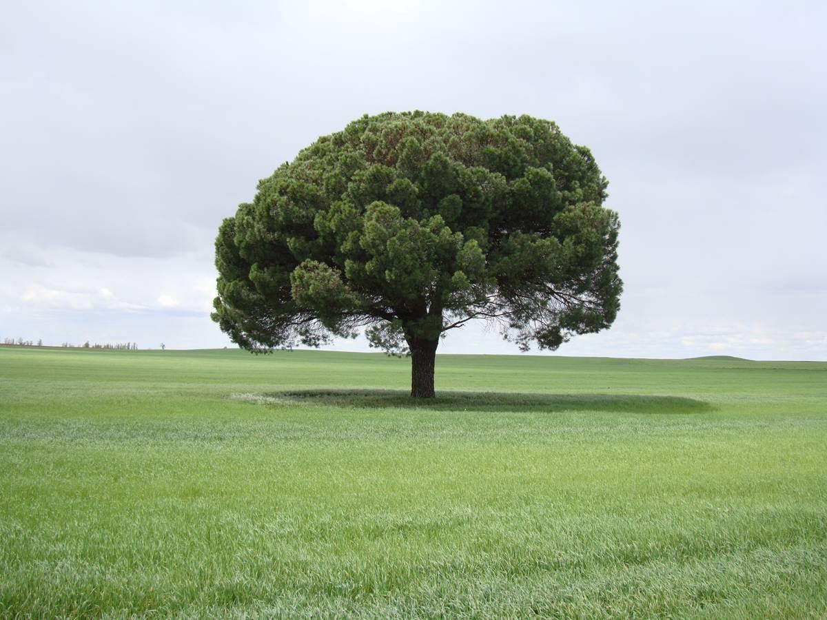 Pino solitario, en el paisaje de Tierra de Campos.