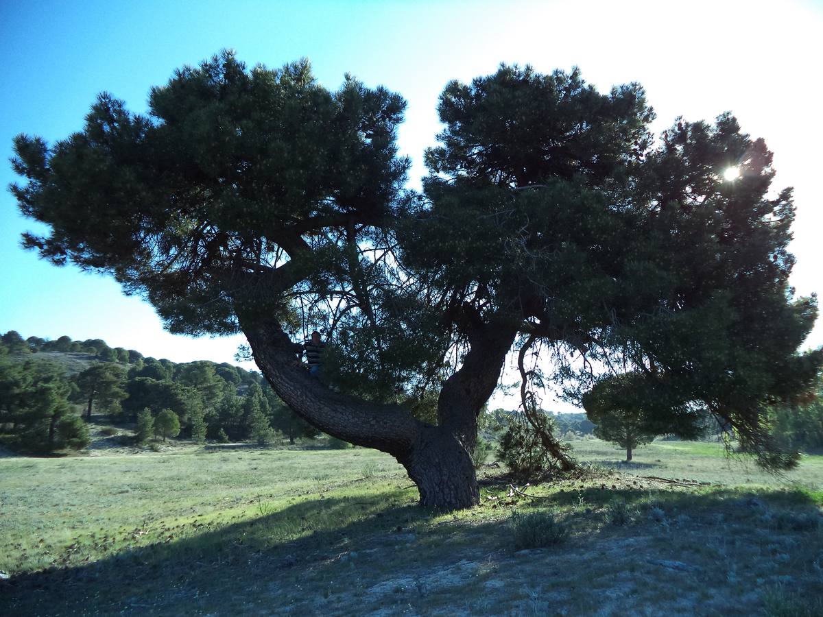 Le llamamos el 'pino la nube', en el pueblo de La Parrilla. Está en un zona llamada 'El sotellar', y en medio de una explanada.