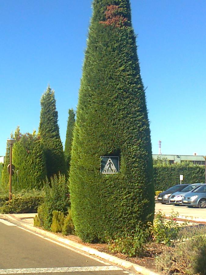 Les adjunto la foto de este árbol que ha engullido una señal y ha sido recortado para que esta se viera. El árbol está situado en el parque tecnológico de Boecillo.