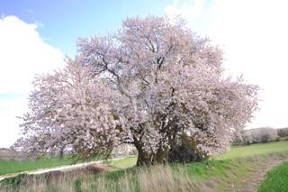 Mi árbol favorito, sin duda alguna, es el almendro en flor, en Valladolid y en el Valle Esgueva. Hay rincones plagados de ellos. Son majestuosos y mágicos.