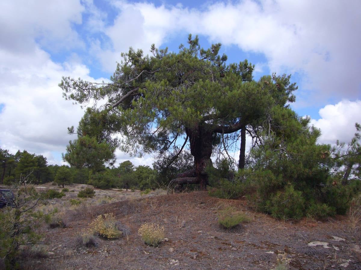 Monumento a la lucha por la vida.