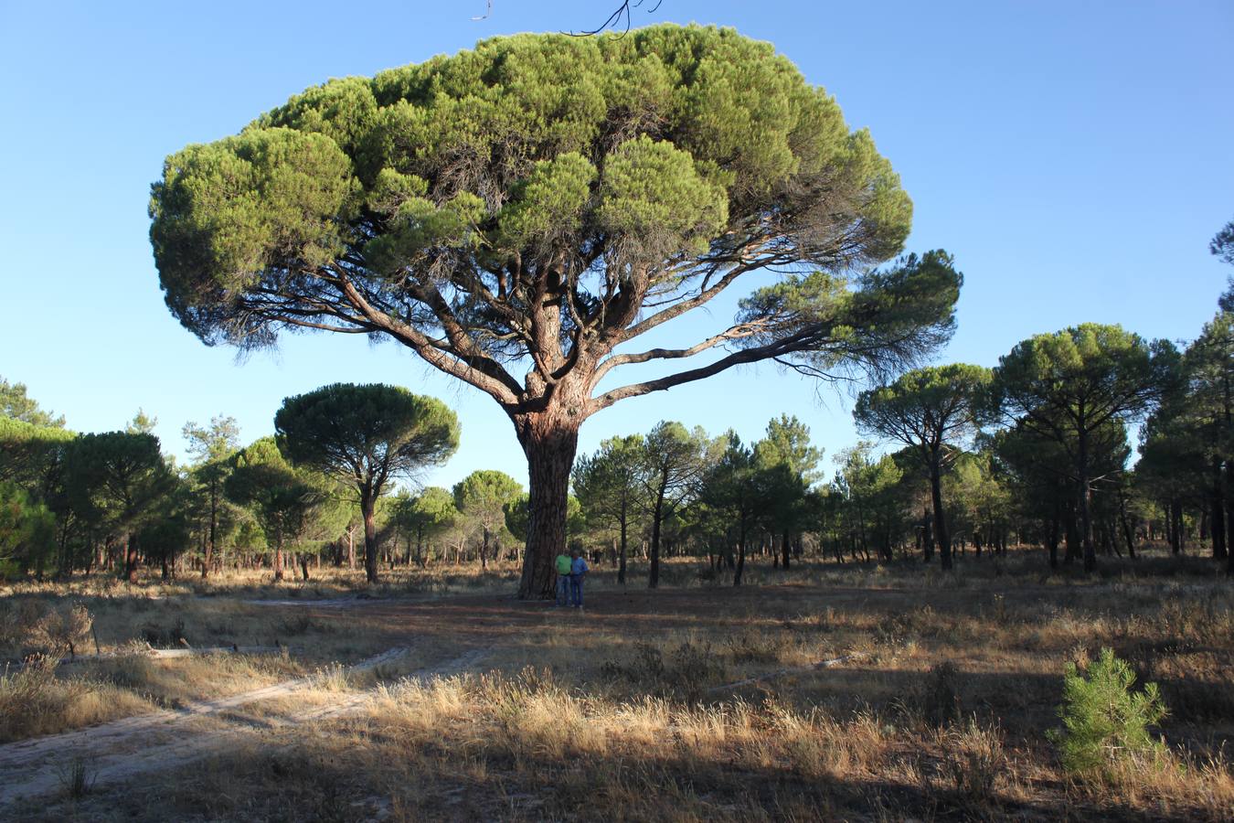 Este gran ejemplar de pino albar o piñonero se encuentra en los pinares de Portillo -Arenas Bajas-; se le conoce como 'El pino de la tía Hilaria'.