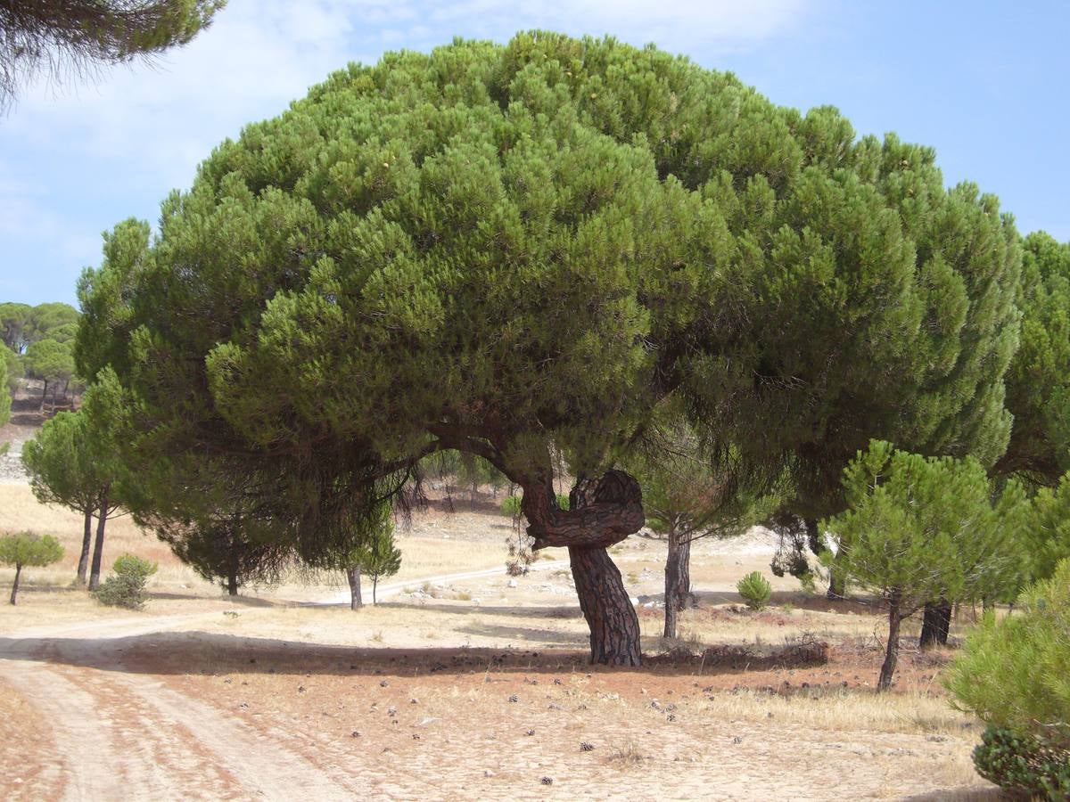 El pino albar, o piñonero, (pinus pinea) se encuentra en la Cañada Real Leonesa este, término municipal de Camporredondo, en la subida desde la carretera 2203 desde Santiago del Arroyo a Camporredondo a la subida al pinar El Bosque, aproximadamente a un kilómetro de la autovía.