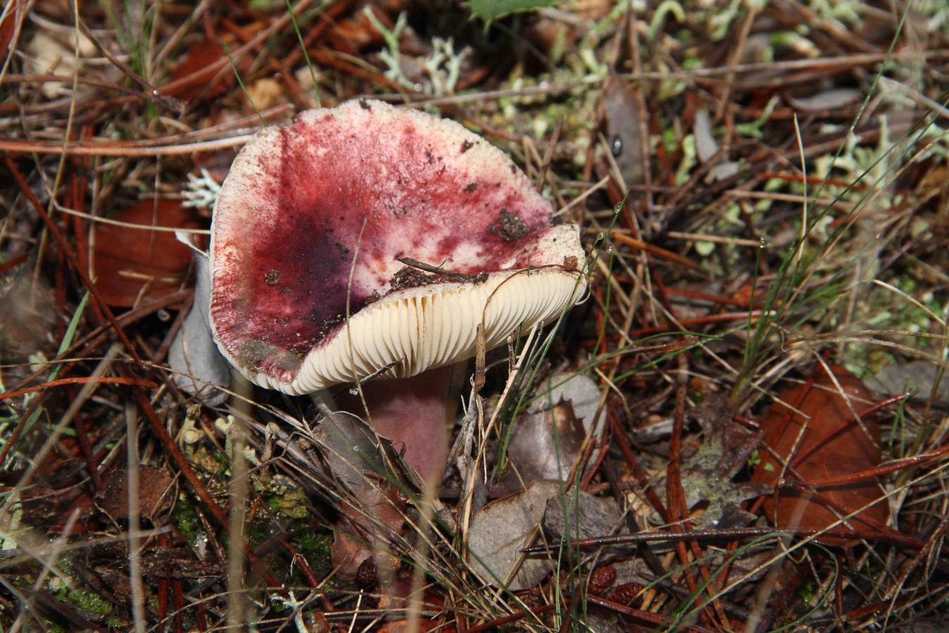 III Jornadas micológicas en Quintanilla de Onésimo (2/2)