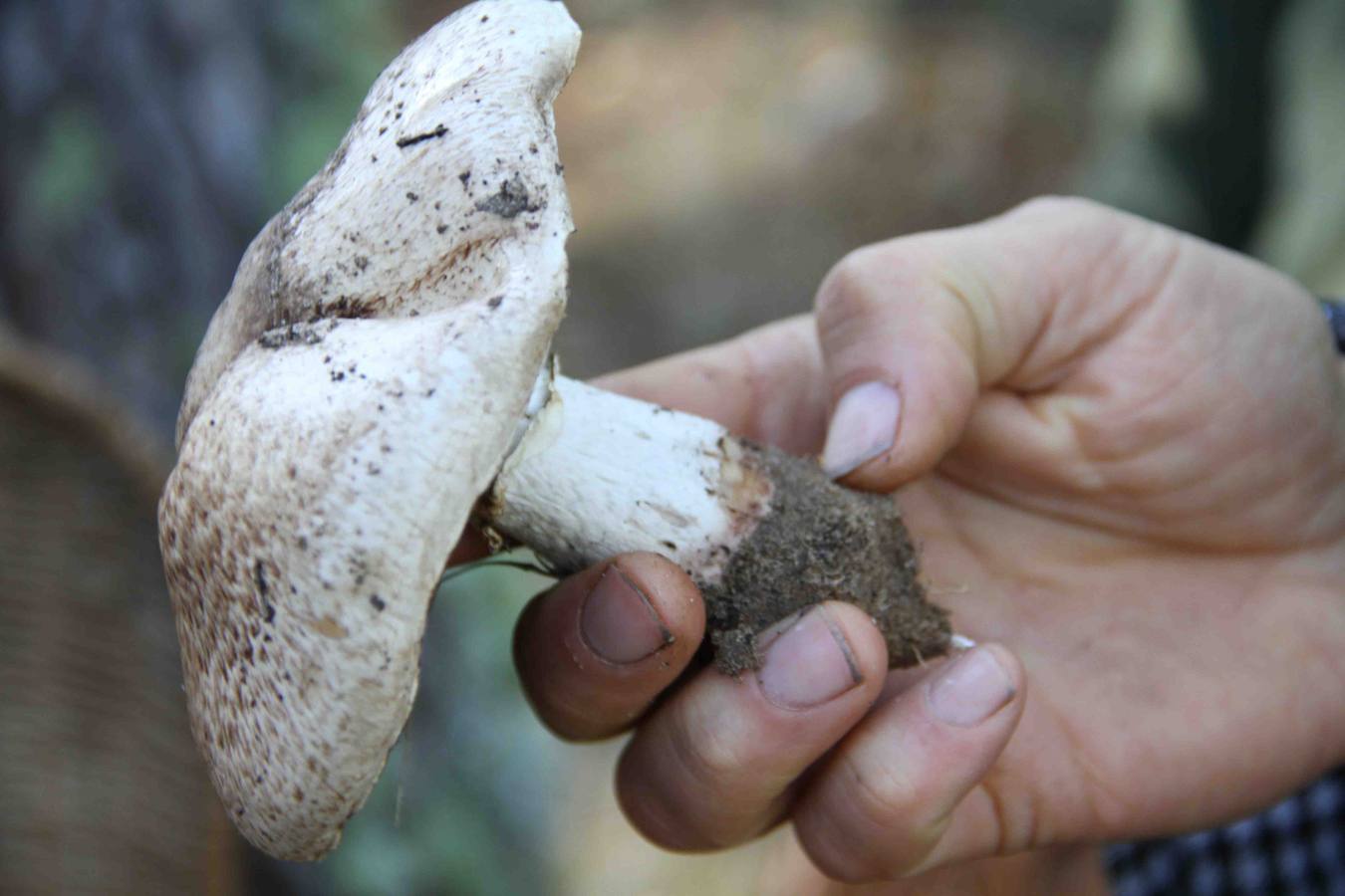 III Jornadas micológicas en Quintanilla de Onésimo (2/2)