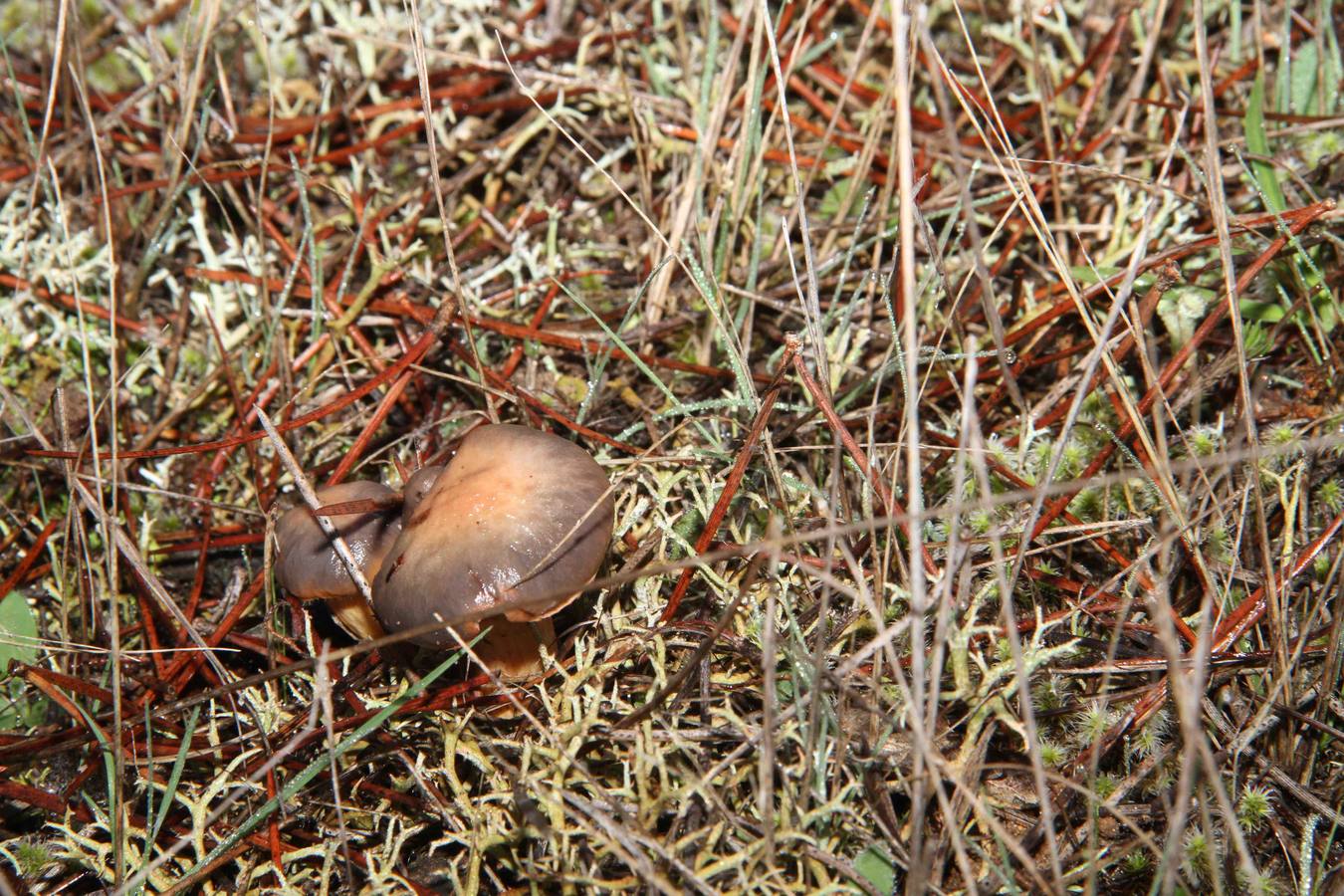 III Jornadas micológicas en Quintanilla de Onésimo (2/2)