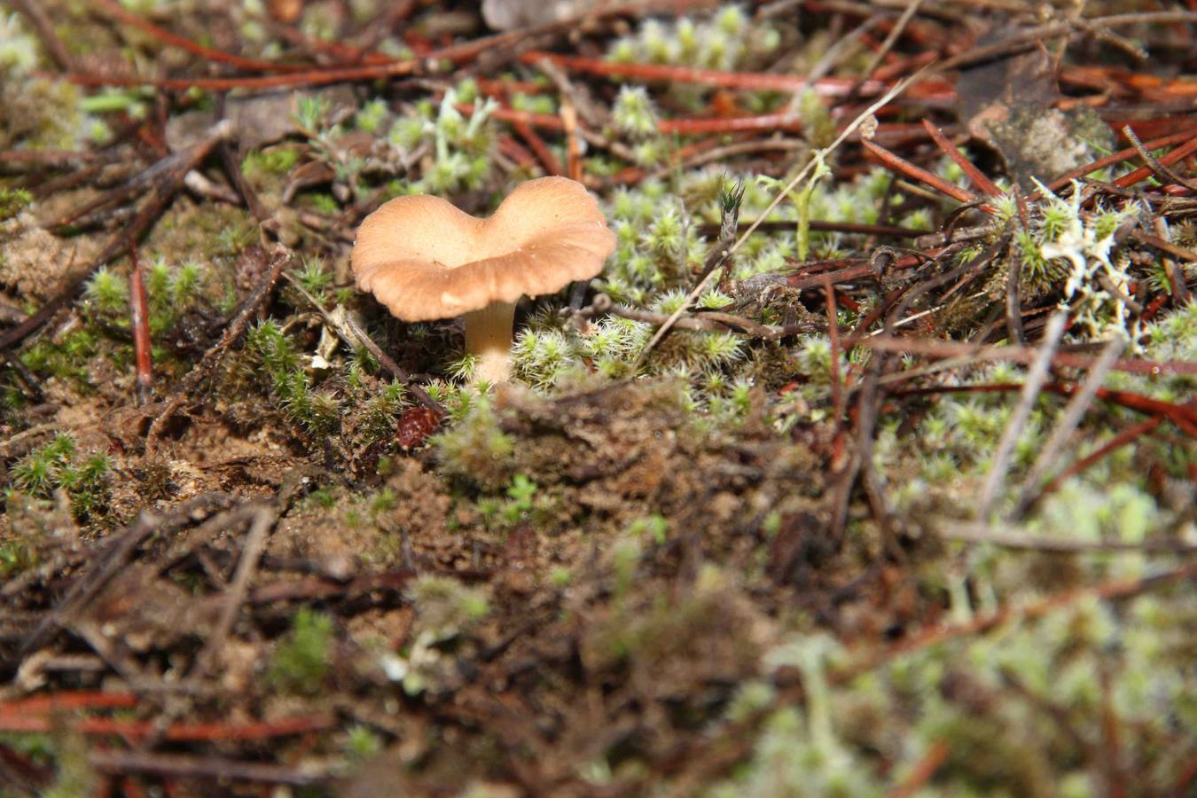 III Jornadas micológicas en Quintanilla de Onésimo (2/2)