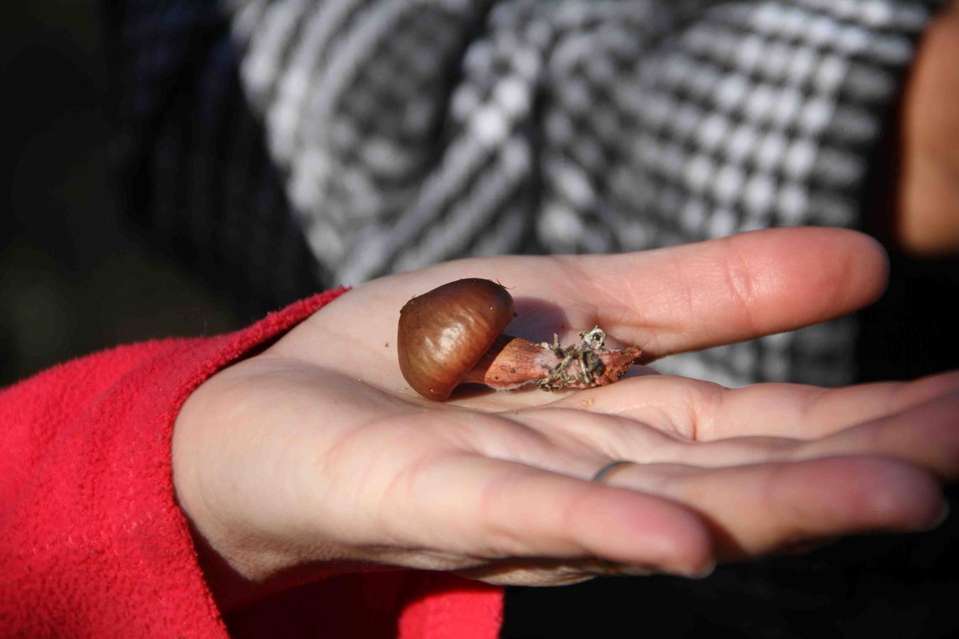 III Jornadas micológicas en Quintanilla de Onésimo (2/2)