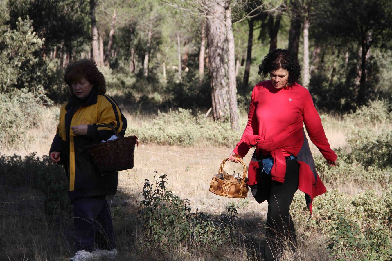 III Jornadas micológicas en Quintanilla de Onésimo (2/2)