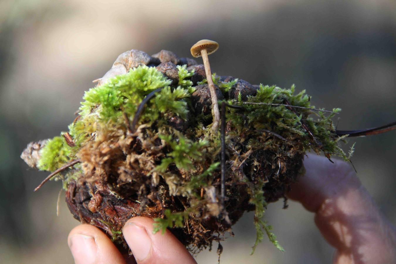 III Jornadas micológicas en Quintanilla de Onésimo (2/2)