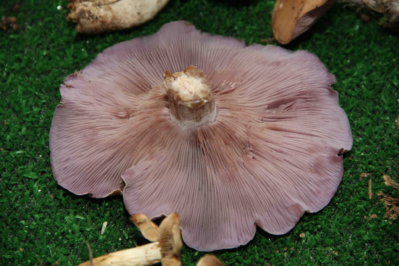 III Jornadas micológicas en Quintanilla de Onésimo (1/2)