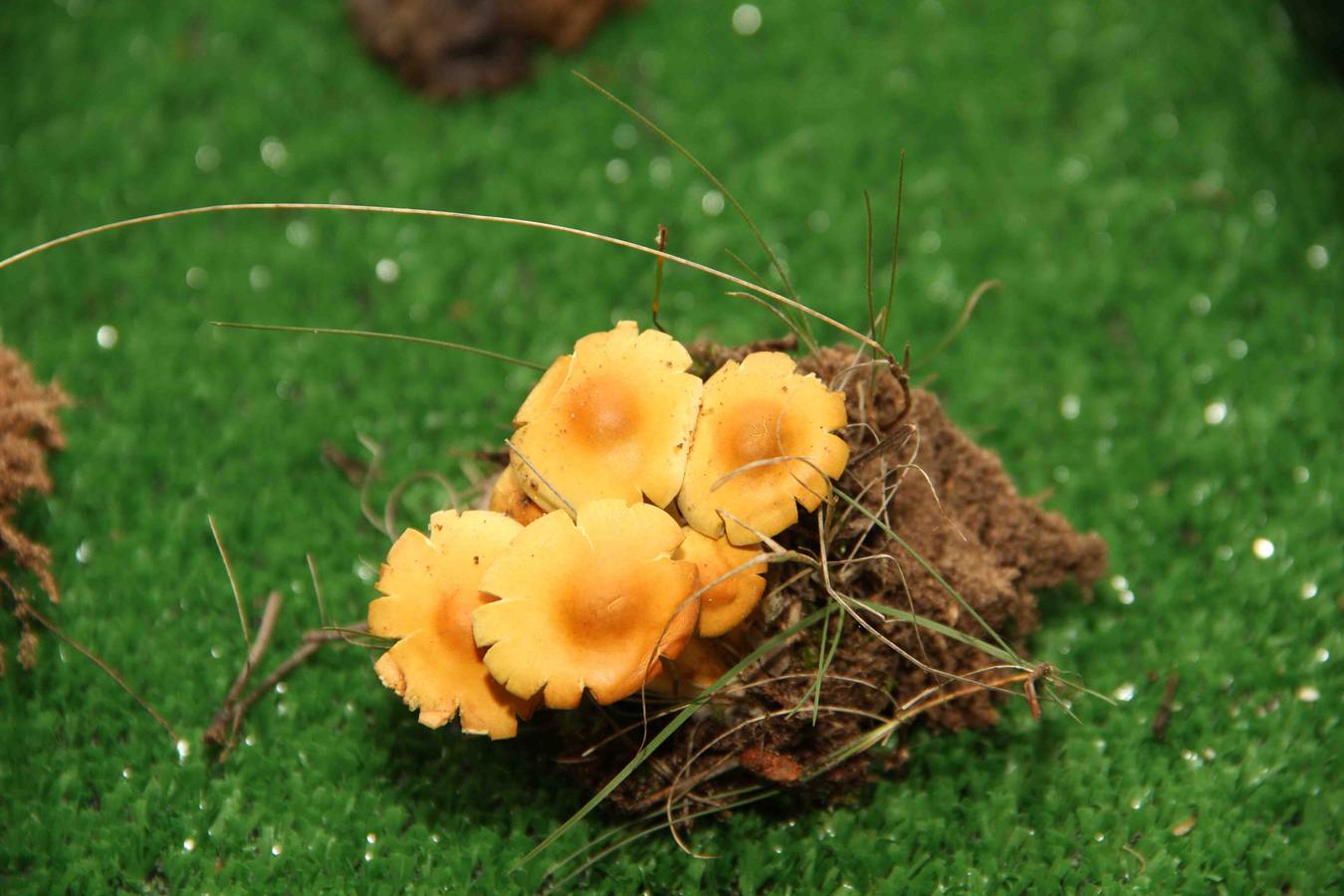 III Jornadas micológicas en Quintanilla de Onésimo (1/2)