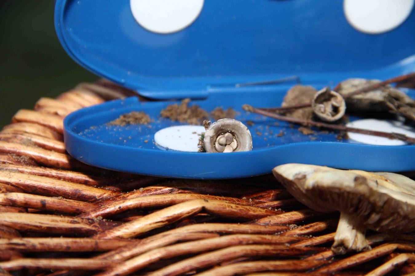 III Jornadas micológicas en Quintanilla de Onésimo (1/2)