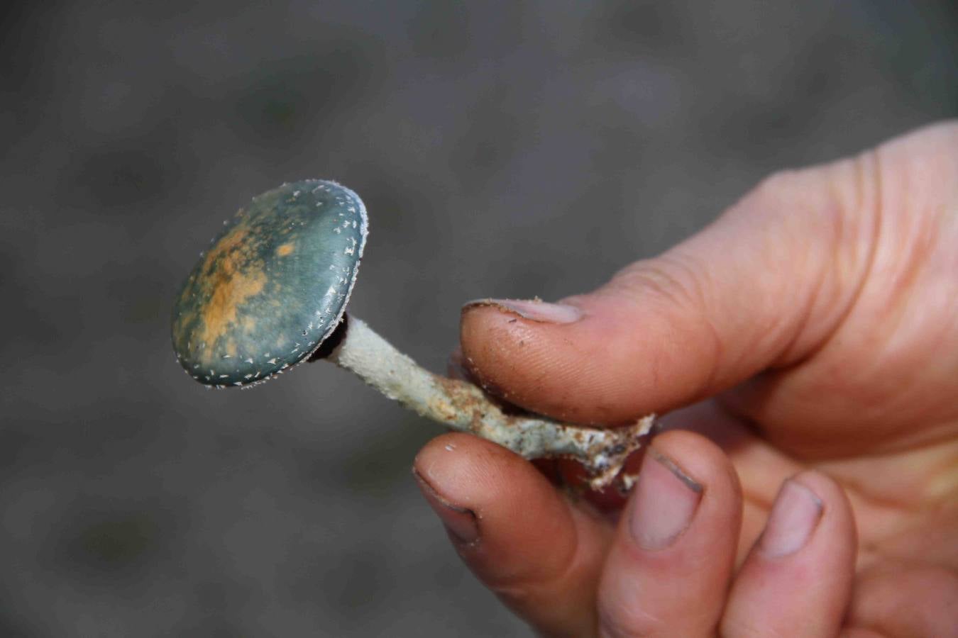 III Jornadas micológicas en Quintanilla de Onésimo (1/2)