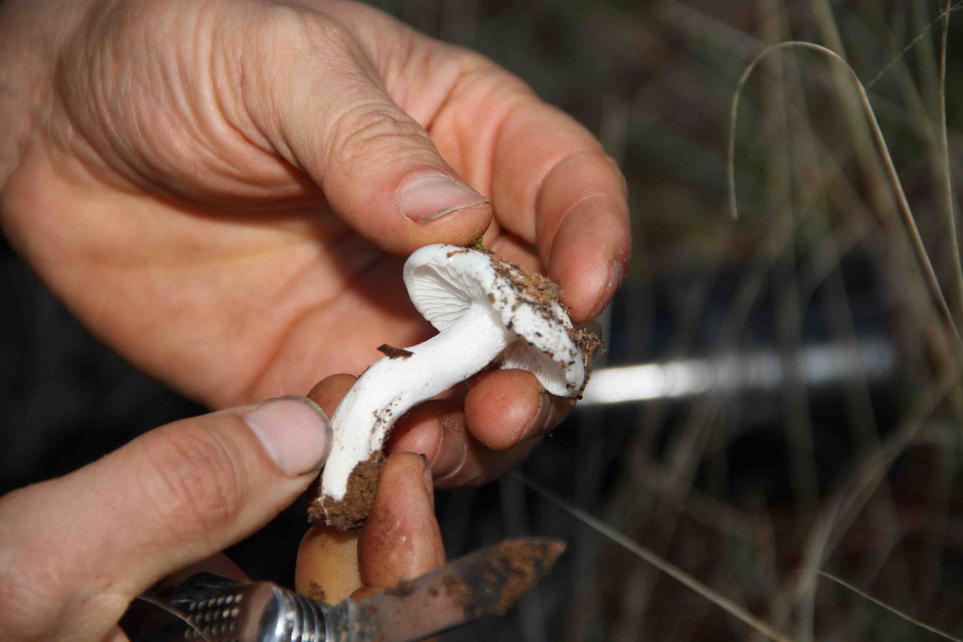 III Jornadas micológicas en Quintanilla de Onésimo (1/2)