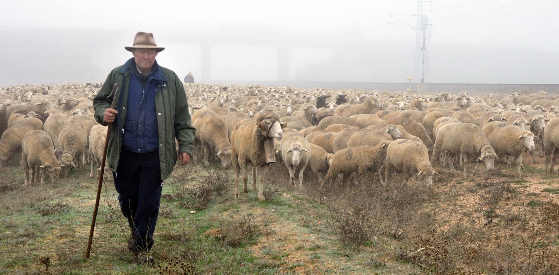 Paso de rebaños de ovejas por Fresno el Viejo (Valladolid)