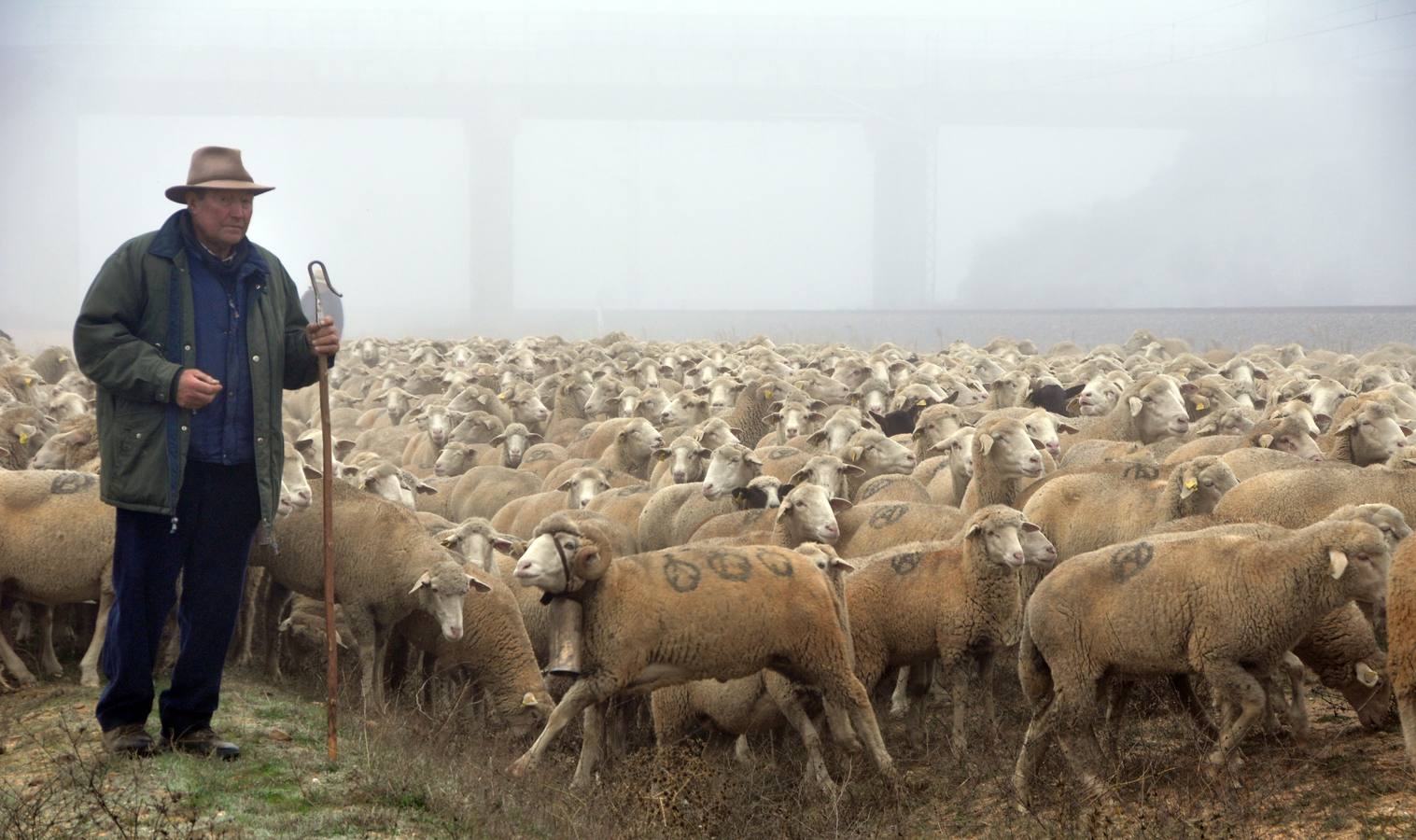 Paso de rebaños de ovejas por Fresno el Viejo (Valladolid)