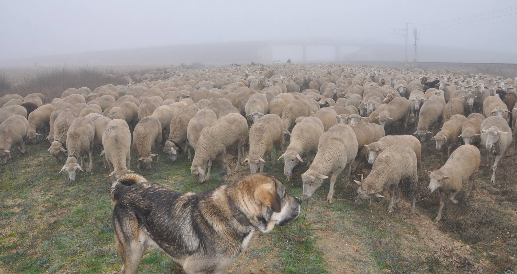 Paso de rebaños de ovejas por Fresno el Viejo (Valladolid)