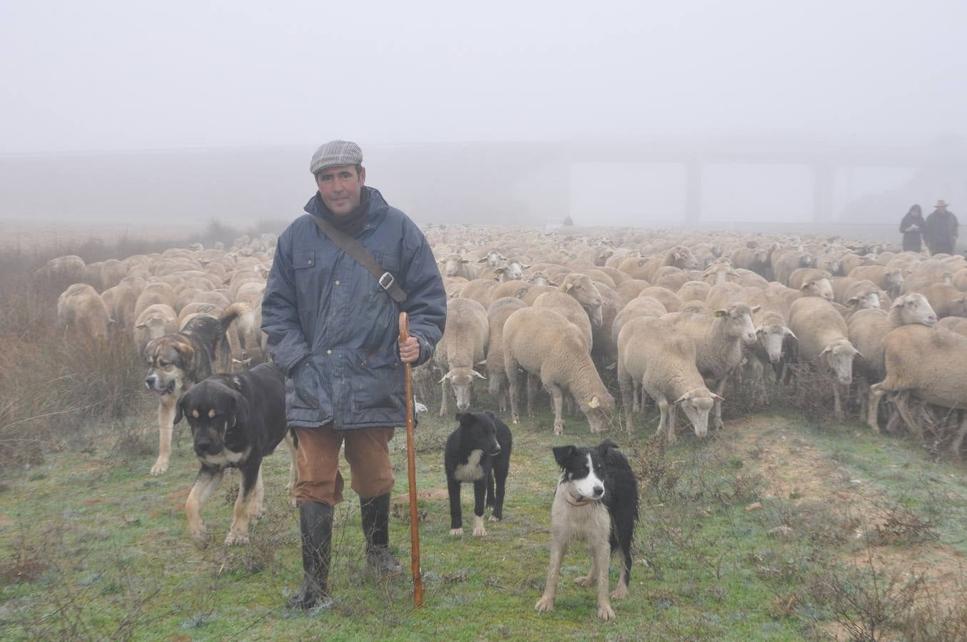 Paso de rebaños de ovejas por Fresno el Viejo (Valladolid)