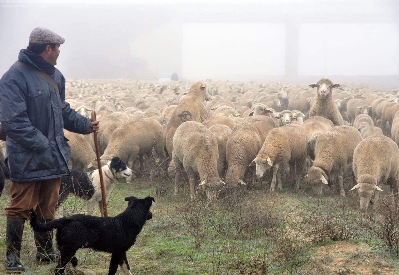 Paso de rebaños de ovejas por Fresno el Viejo (Valladolid)