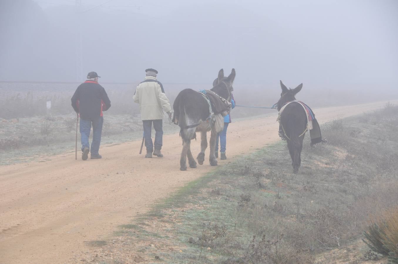 Paso de rebaños de ovejas por Fresno el Viejo (Valladolid)