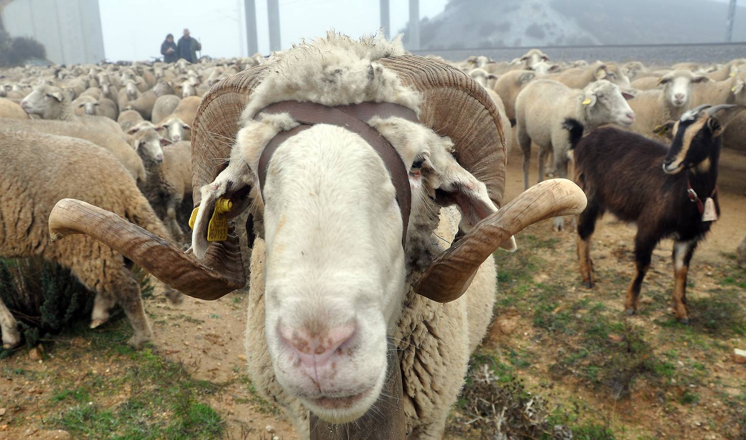 Paso de rebaños de ovejas por Fresno el Viejo (Valladolid)