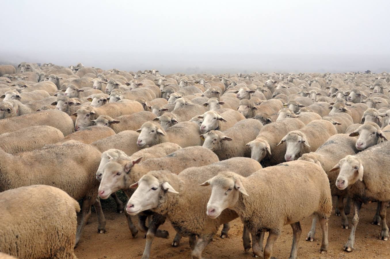 Paso de rebaños de ovejas por Fresno el Viejo (Valladolid)