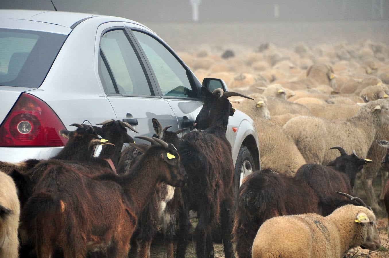 Paso de rebaños de ovejas por Fresno el Viejo (Valladolid)
