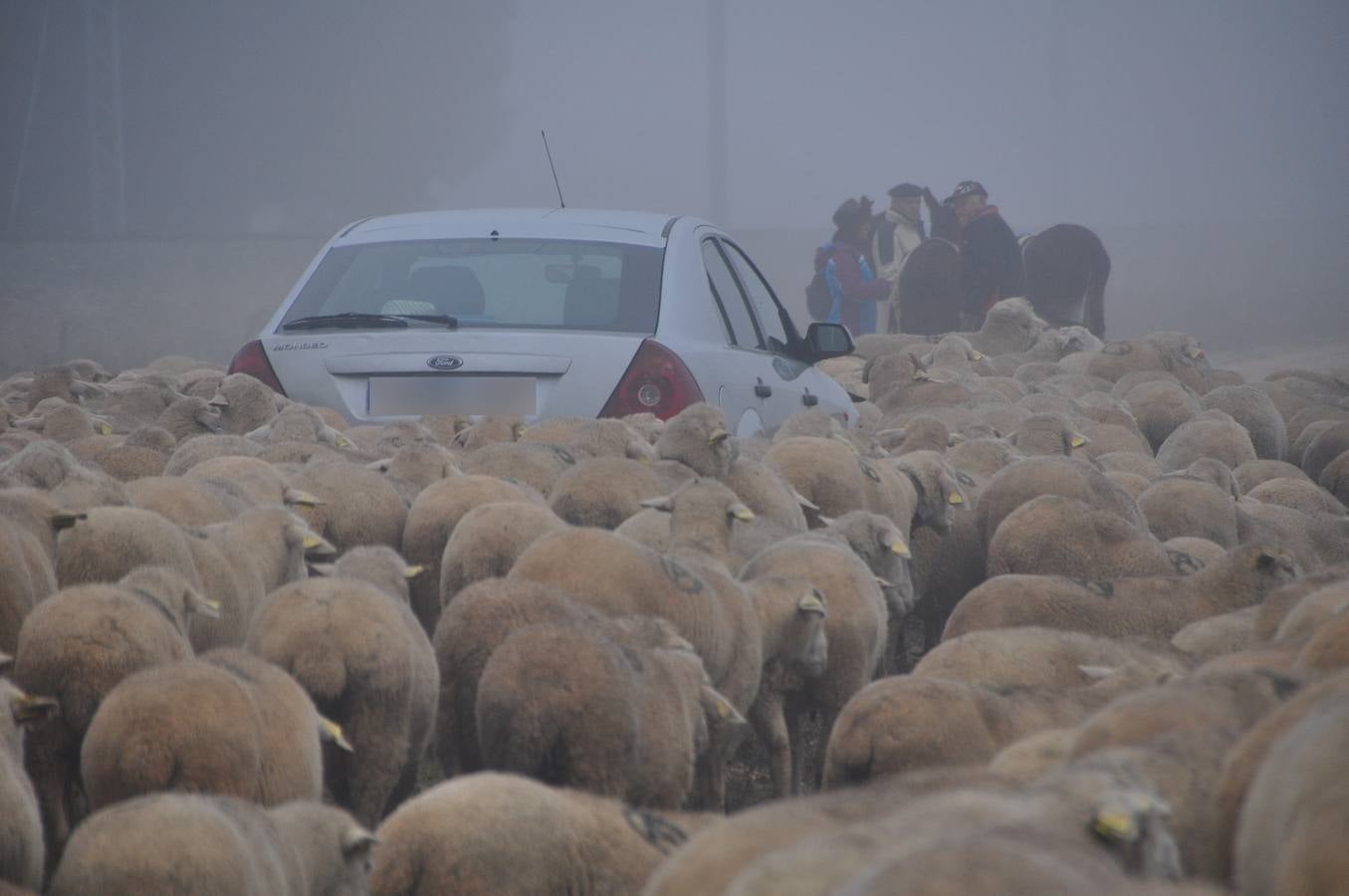 Paso de rebaños de ovejas por Fresno el Viejo (Valladolid)