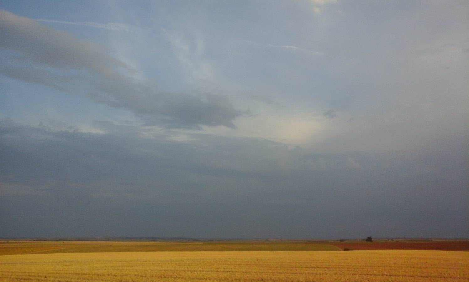 Campos de cereal en Moral de la Reina. Tierra de Campos