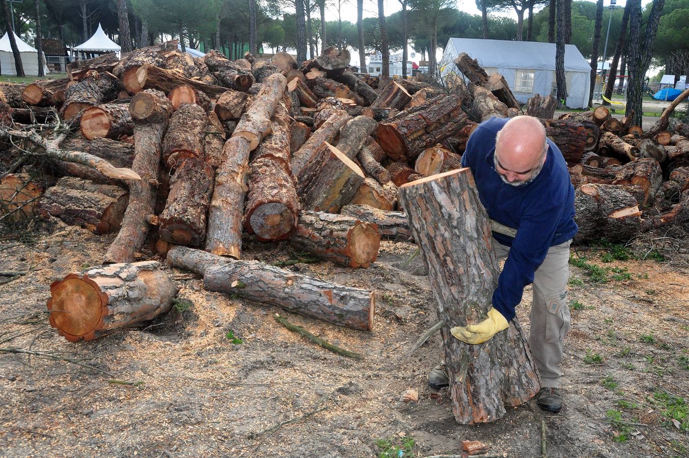 Últimos preparativos y llegada de los primeros Motauros a Tordesillas