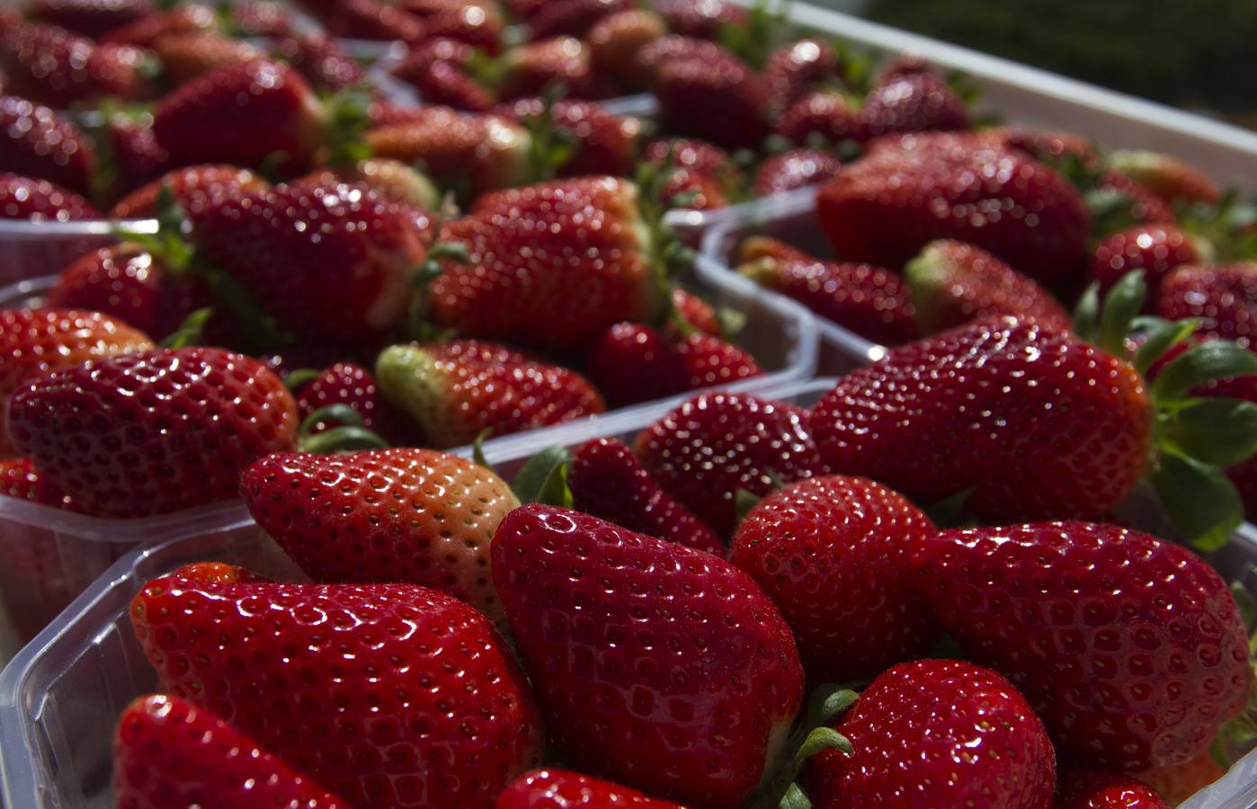 Una jornalera recoge fresas en una explotación agrícola de Palos de la Frontera (Huelva). La campaña de la fresa en la provincia de Huelva se ha normalizado en enero después de una sobreproducción en el mes de diciembre motivada por las altas temperaturas.