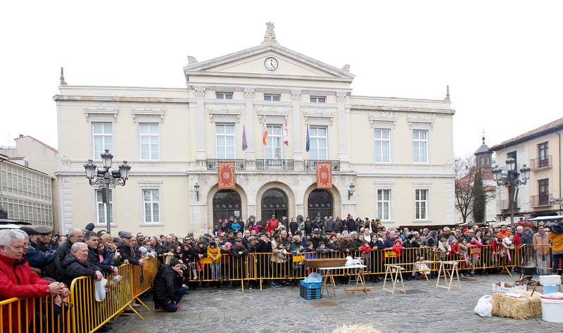 La matanza del cerdo protagoniza la fiesta de las Candelas en Palencia