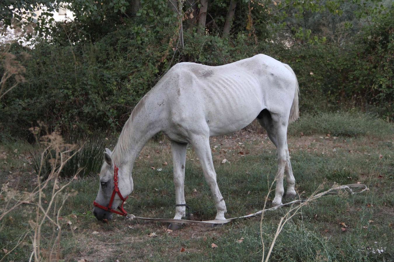 Los caballos abandonados de Manzanillo (Valladolid)