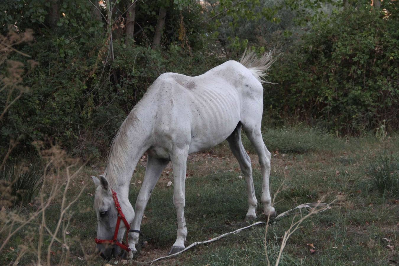 Los caballos abandonados de Manzanillo (Valladolid)