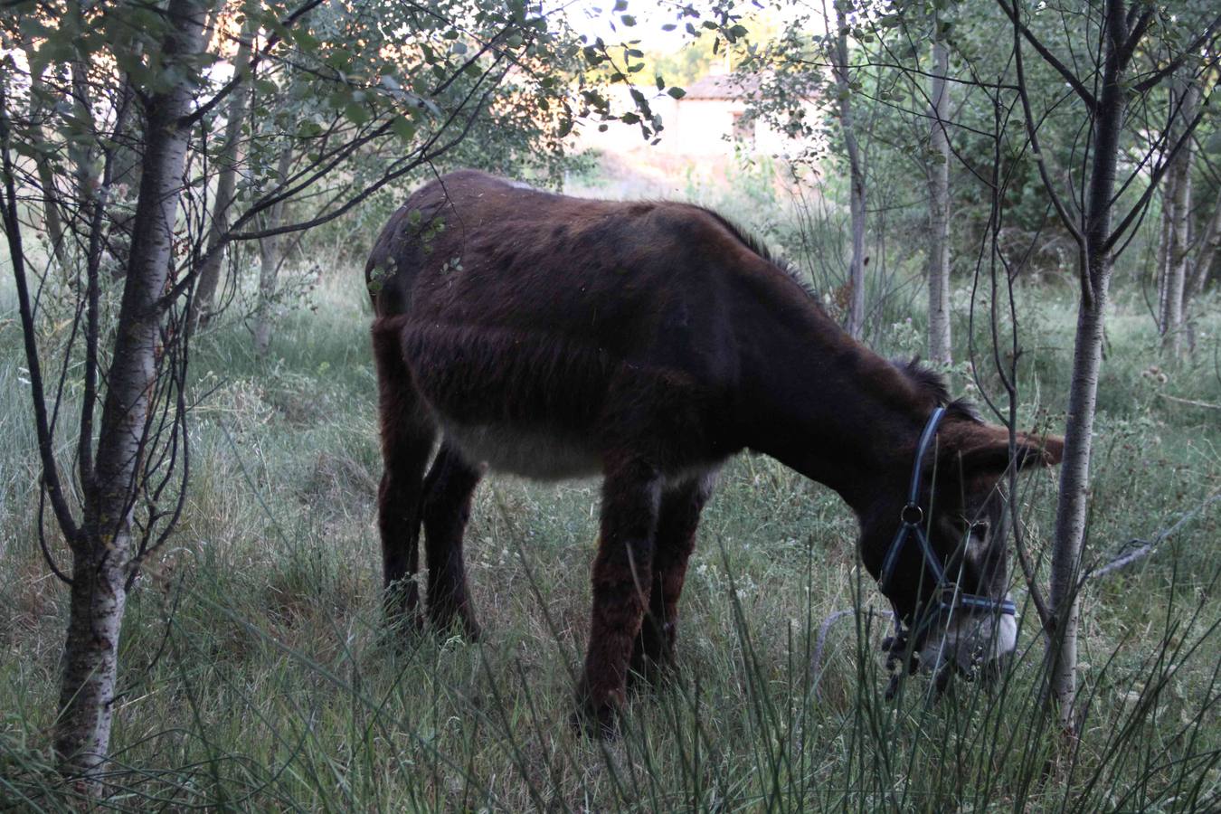 Los caballos abandonados de Manzanillo (Valladolid)