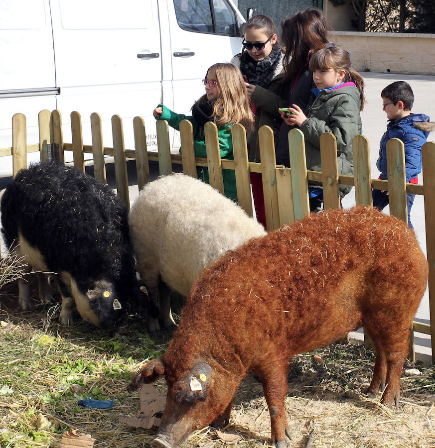 Matanza del cerdo mangalica en Carbonero el Mayor (Segovia)