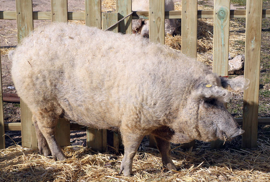 Matanza del cerdo mangalica en Carbonero el Mayor (Segovia)